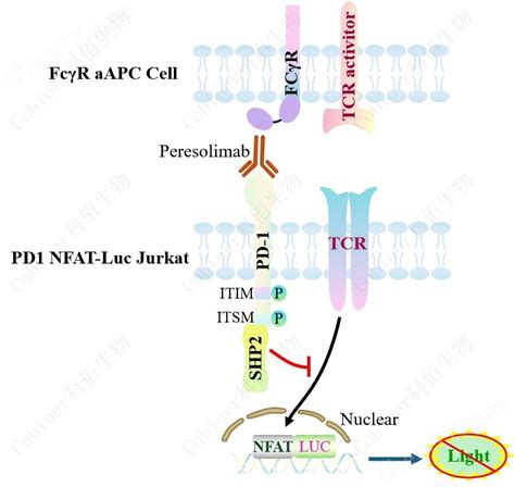 CBP74018 PD1 NFAT Luc Jurkat 肿瘤免疫细胞株 南京科佰生物科技有限公司