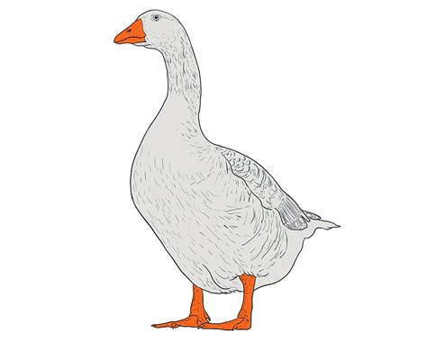 Goose Drawing