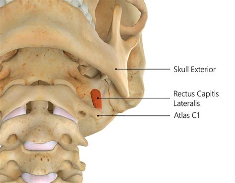 Rectus Capitis Lateralis Muscle Origin Insertion Function Exercise