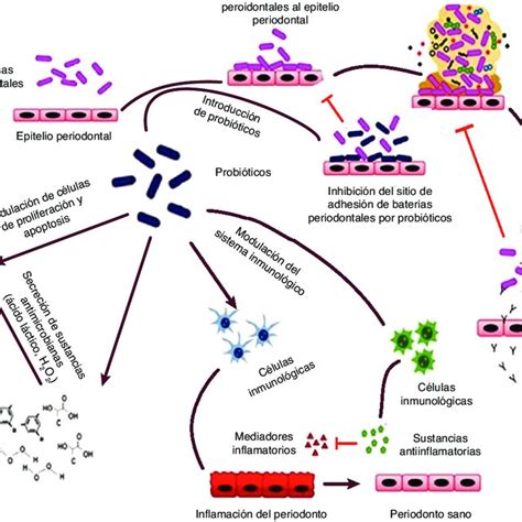 Mecanismos propuestos de la acción de los probióticos con las bacterias