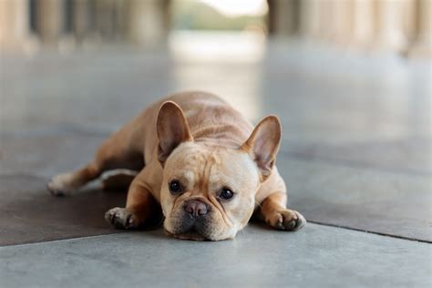 Cream French Bulldog: The Rare Frenchie That Everyone Wants