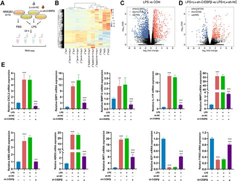 C EBPβ Promotes LPS induced IL 1β Transcription JIR