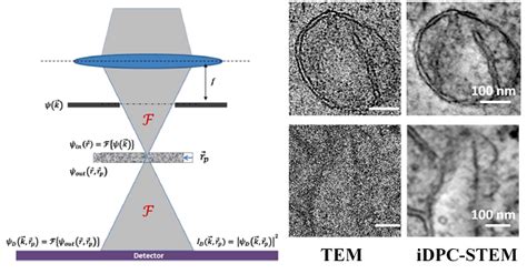 生物物理所与赛默飞合作实现idpc Stem成像技术在生物样品中的应用探索 资讯中心 仪器信息网