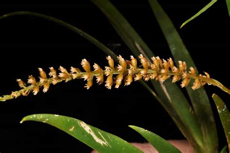 Oberonia Plant Orchidaceae Image At Phytoimages Siu Edu