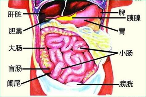 六腑的生理功能 每日頭條