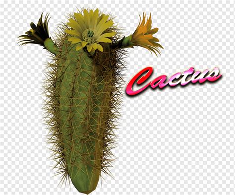 Cactaceae Planta Suculenta Planta Efecto Cactaceae Cactus Png Pngwing