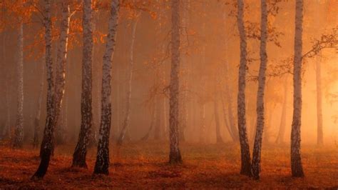 forest, Tree, Landscape, Nature, Autumn Wallpapers HD / Desktop and ...