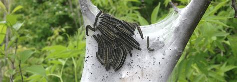 Eastern Tent Caterpillar: Life Cycle, Damage & Control | Davey Tree