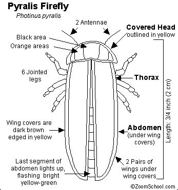 Firefly or Lightning Bug Printout - Enchanted Learning Software