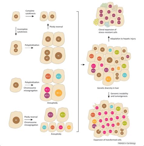 Physiological significance of polyploidization in mammalian cells ...