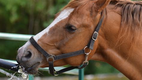 Do Horses Sweat? All You Need to Know About Equine Perspiration