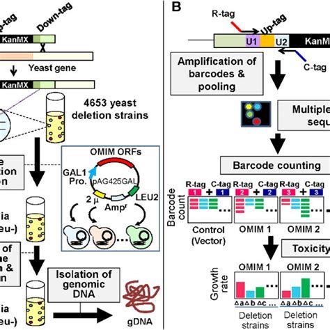 Flowchart Describing The Yeast Genetic Interaction Screen A The