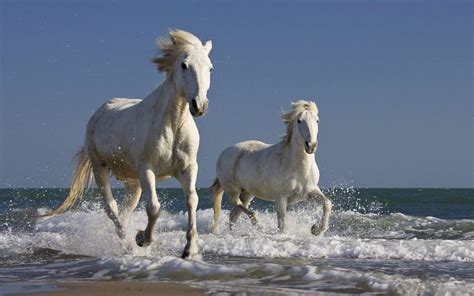 White Horse Running On Beach Wallpapers - Wallpaper Cave