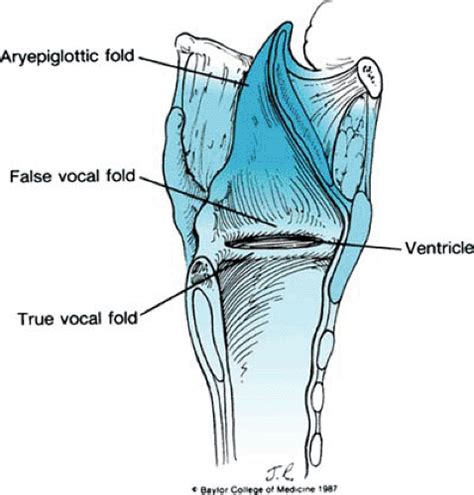 Laryngeal Disorders | Musculoskeletal Key