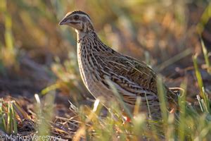 Coturnix coturnix IN Common Quail EN US FI viiriäinen DE