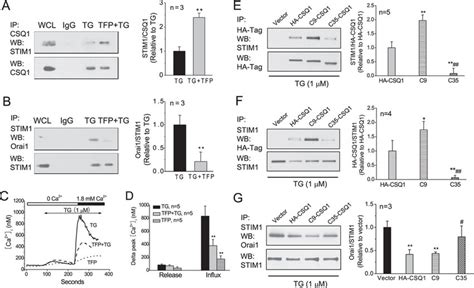 Tfp Enhances Csq Stim Association But Inhibits Stim Orai