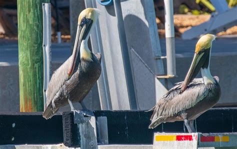 Premium Photo Pelicans At Beach