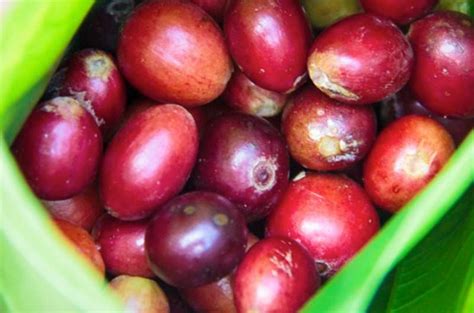 Haiti Coffee Overview Sweet Marias Coffee Library