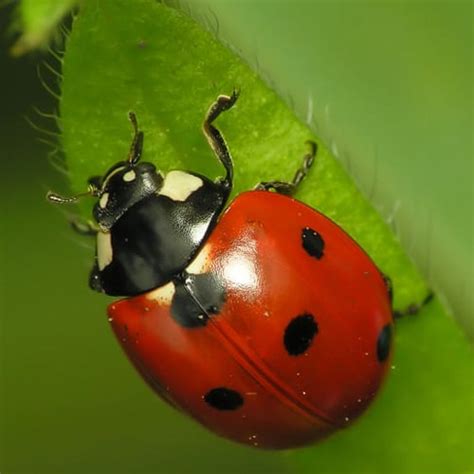 ladybug pictures learn  nature