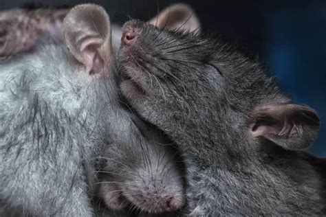 Are Rats Nocturnal? - LittleFurryPets