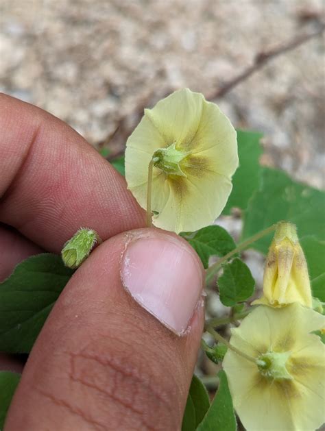 Ivyleaf Groundcherry From La Paz Mx Bs Mx On November At