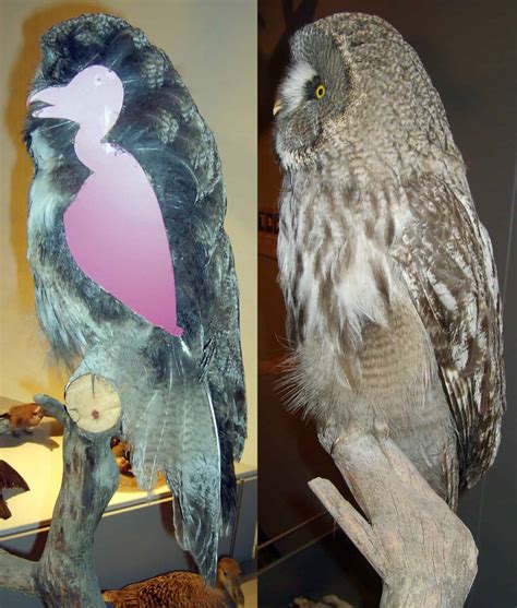 What Do Owls Really Look Like Without Feathers?