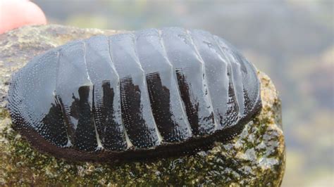 Chiton Magnificus Deshayes 1827