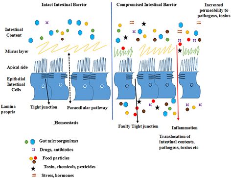 Frontiers Tight Junction Proteins And Signaling Pathways In Cancer And Inflammation A