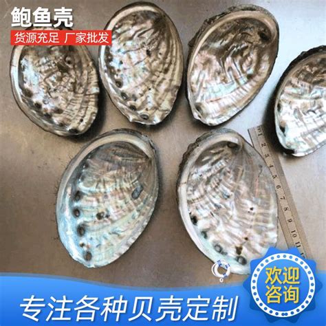 威海厂家批发光泽鲍鱼贝 水族箱造景工艺品鲍鱼壳原料多彩贝壳 阿里巴巴