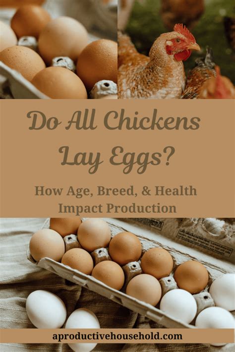 How Chickens Lay Eggs