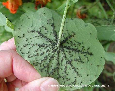 Black Aphids On Plants