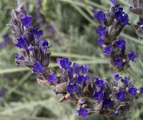 Goodwin Creek Grey Lavender Lavandula Sp Goodwin Creek Lavender