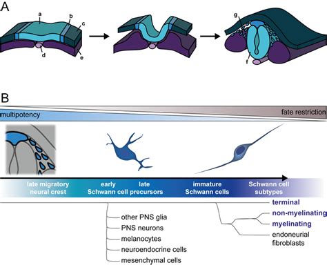 Development Of The Schwann Cell Lineage A During Neurulation The