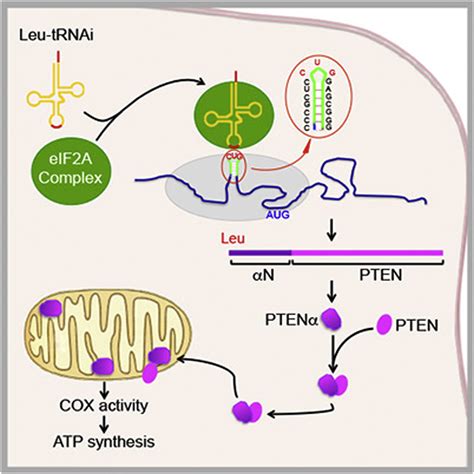 Pten A Pten Isoform Translated Through Alternative Initiation