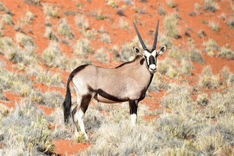 Animals in Namibia | Namibian Animals | Namibia for Kids | Wildlife