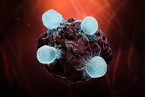 The Function of CD8+ Cytotoxic T Cells | Nanotein Technologies