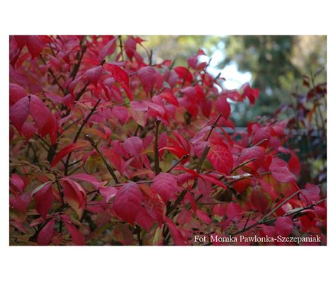 Euonymus Alatus Compactus Trzmielina Oskrzydlona