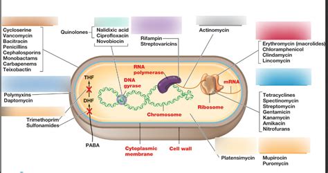 Antibiotic Targets Diagram Quizlet