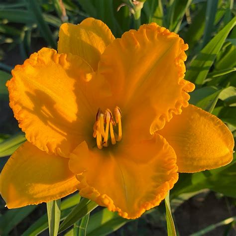 Missouri Gold Reblooming Daylily Reblooming Beauties Reblooming