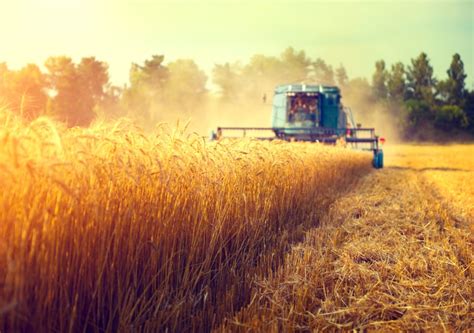 Some area farmers behind in harvesting due to weather - MooseJawToday.com