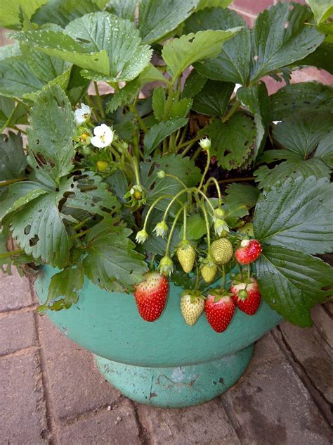 How To Grow Strawberries In Plastic Bottles With Photos Dengarden