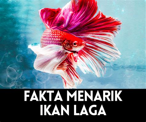 7 Fakta Menarik Ikan Laga Yang Ramai Tidak Perlu Tahu