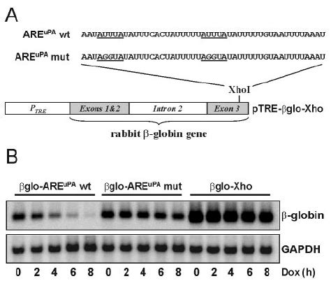 The ARE UPA Is A Functional MRNA Destabilizing Element In HeLa Tet Off