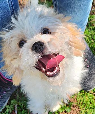 Alpharetta GA Cavalier King Charles Spaniel Poodle Miniature Meet