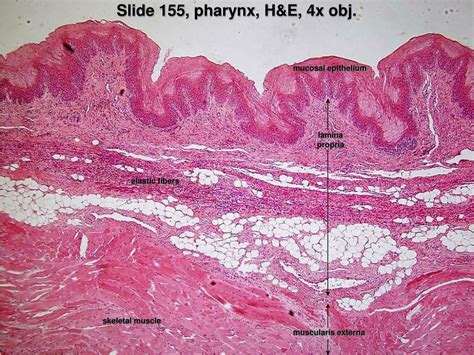 Oropharynx Histology