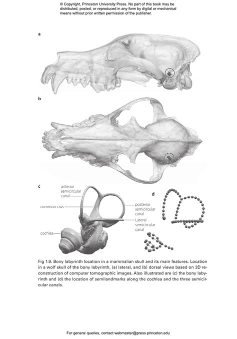 The Process of Animal Domestication | Princeton University Press