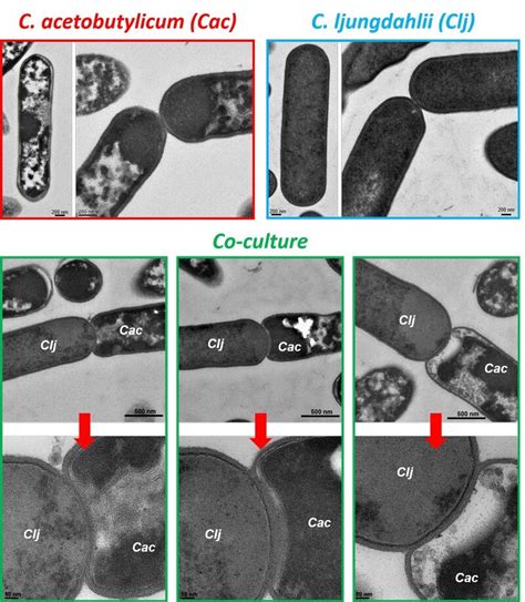 An unprecedented discovery of cell fusion