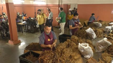 Participantes del festival Puro sabor 2024 visitan fábricas de tabaco