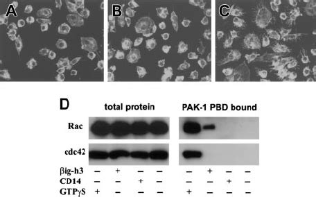 Membrane Ruffling And Rac Activation In Ig H3stimulated Macrophages