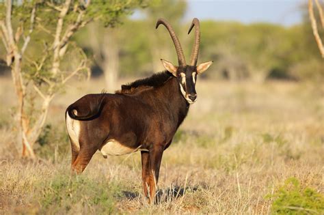 ANIMALS ON LENTEGEUR Wildfarm in South Africa — Lentegeur Wildlife